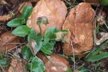 الزهرة، شهر كانون الثاني. هذه الصورة مرخصة تحت المشاع الإبداعي نسب المصنف - غير تجاري 4.0