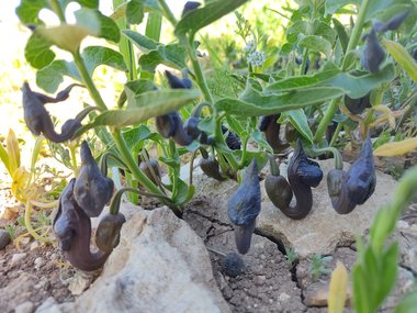 صورة عامة، شهر آذار. هذه الصورة مرخصة تحت المشاع الاٍبداعي نسب المصنف - غير تجاري 4.0