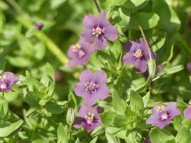 نسب المصنف - غير تجاري 4.0 دولي (CC BY-NC 4.0)- i naturalist.