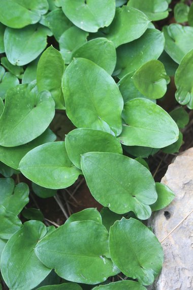 الأوراق، شهر كانون الأول. هذه الصورة مرخصة تحت المشاع الإبداعي نسب المصنف - غير تجاري 4.0