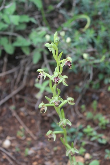 الأزهار، شهر آذار. هذه الصورة مرخصة تحت المشاع الاٍبداعي نسب المصنف - غير تجاري 4.0