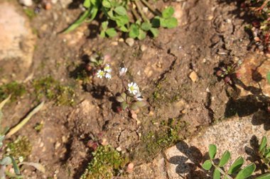 الأزهار والأوراق، شهر شباط. هذه الصورة مرخصة تحت المشاع الاٍبداعي نسب المصنف - غير تجاري 4.0