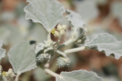 Flowers & Leaves, July. This photo is available under the Creative Commons CC-BY-NC 4.0 License.