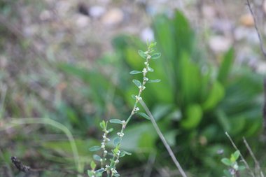 نسب المصنف - غير تجاري 4.0 دولي (CC BY-NC 4.0)- i naturalist.