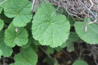 الأوراق، شهر كانون الأول. هذه الصورة مرخصة تحت المشاع الاٍبداعي نسب المصنف - غير تجاري 4.0