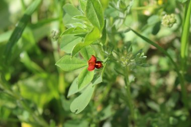 الزهرة و الأوراق، شهر نيسان. هذه الصورة مرخصة تحت المشاع الإبداعي نسب المصنف - غير تجاري 4.0 .