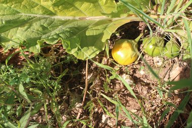 Fruit, April. This photo is available under the Creative Commons CC-BY-NC 4.0 License.