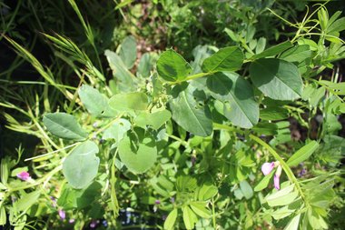 الأوراق، شهر نيسان. هذه الصورة مرخصة تحت المشاع الاٍبداعي نسب المصنف - غير تجاري 4.0