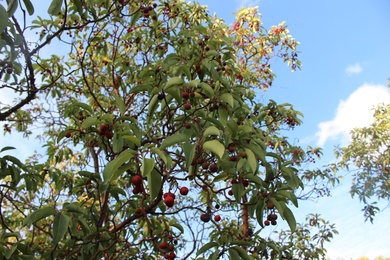 Fruits & Leaves, October. This photo is available under the Creative Commons CC-BY-NC 4.0.