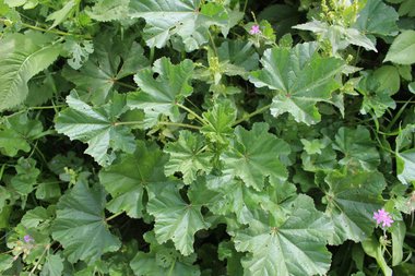 الأوراق، شهر شباط. هذه الصورة مرخصة تحت المشاع الاٍبداعي نسب المصنف - غير تجاري 4.0