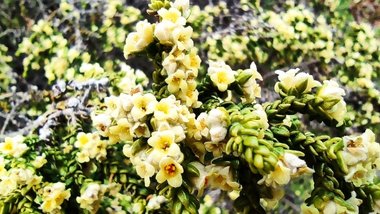 نسب المصنف - غير تجاري 4.0 دولي (CC BY-NC 4.0)- i naturalist.