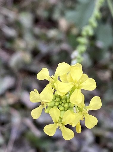 نسب المصنف - غير تجاري 4.0 دولي (CC BY-NC 4.0)- i naturalist.