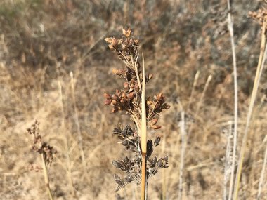 نسب المصنف - غير تجاري 4.0 دولي (CC BY-NC 4.0)- i naturalist.