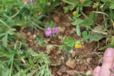 الأزهار والأوراق، شهر آذار. هذه الصورة مرخصة تحت المشاع الاٍبداعي نسب المصنف - غير تجاري 4.0