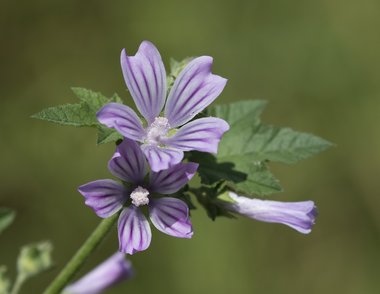 ويكيداتا. مرخص بموجب رخصة المشاع الإبداعي نسبة المصنف إِلى مؤلفه - المشاركة بالمثل 3.0 العامة.