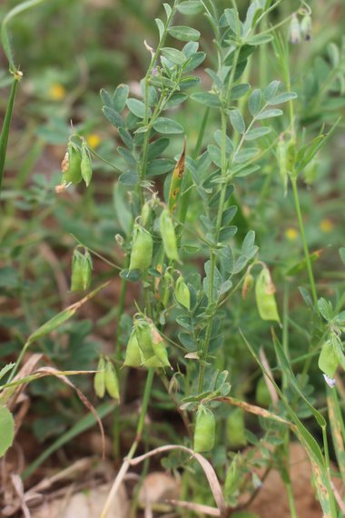 القرن، شهر نيسان. هذه الصورة مرخصة تحت المشاع الاٍبداعي نسب المصنف - غير تجاري 4.0