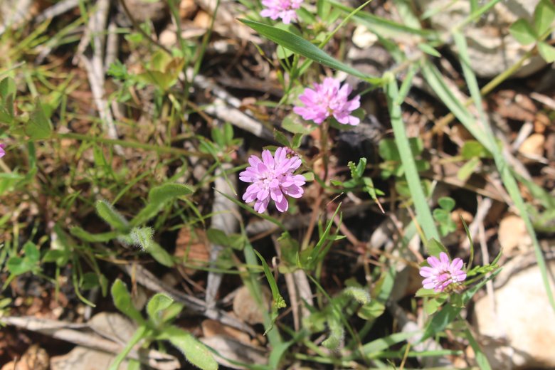 Flowers, April. This photo is available under the Creative Commons CC-BY-NC 4.0.