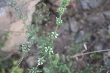 الأزهار والأوراق، شهر حزيران. هذه الصورة مرخصة تحت المشاع الإبداعي نسب المصنف - غير تجاري 4.0