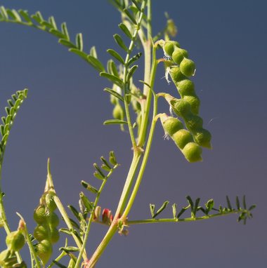 نسب المصنف - غير تجاري 4.0 دولي (CC BY-NC 4.0)- i naturalist.