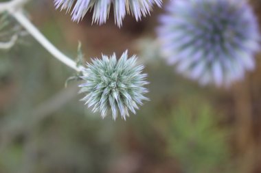 Flower buds, June. This photo is available under the Creative Commons CC-BY-NC 4.0 License.