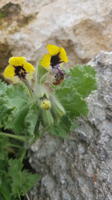 الأزهار، شهر شباط. هذه الصورة مرخصة تحت المشاع الاٍبداعي نسب المصنف - غير تجاري 4.0