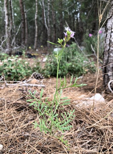 صورة عامة، شهر نيسان. هذه الصورة مرخصة تحت المشاع الاٍبداعي نسب المصنف - غير تجاري 4.0