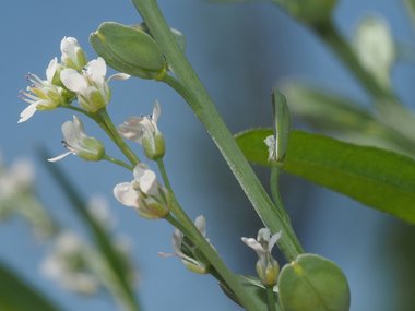 نسب المصنف - غير تجاري 4.0 دولي (CC BY-NC 4.0)- i naturalist.