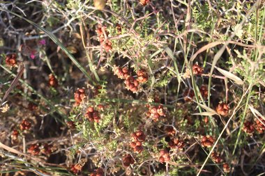 الثمار، شهر أيار. هذه الصورة مرخصة تحت المشاع الإبداعي نسب المصنف - غير تجاري 4