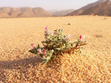 نسب المصنف - غير تجاري 4.0 دولي (CC BY-NC 4.0)- i naturalist.