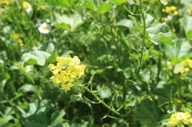 Flowers, March. This photo is available under the Creative Commons CC-BY-NC 4.0.