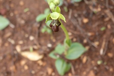 صورة عامة، شهر آذار. هذه الصورة مرخصة تحت المشاع الاٍبداعي نسب المصنف - غير تجاري 4.0