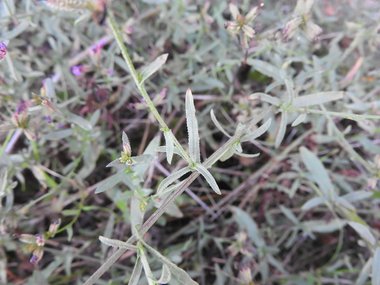 نسب المصنف - غير تجاري 4.0 دولي (CC BY-NC 4.0)- i naturalist.