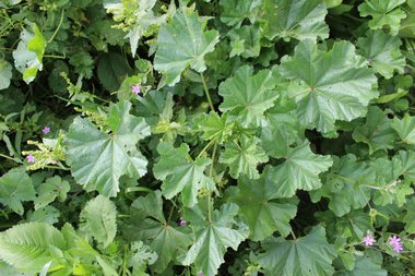 الأزهار و الأوراق، شهر شباط. هذه الصورة مرخصة تحت المشاع الاٍبداعي نسب المصنف - غير تجاري 4.0