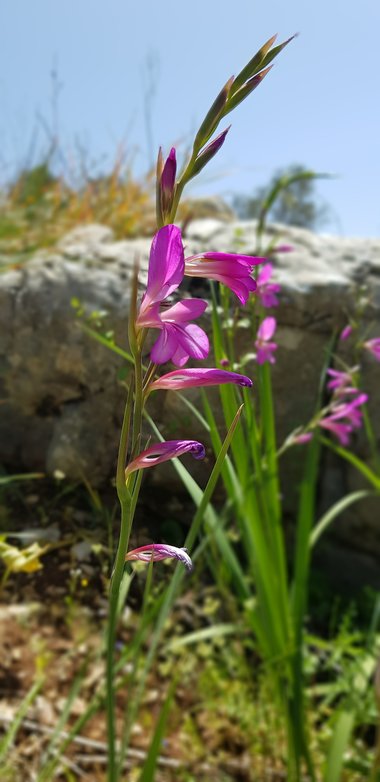 الزهرة، شهر نيسان. هذه الصورة مرخصة تحت المشاع الإبداعي نسب المصنف - غير تجاري 4.0