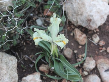 الزهرة، شهر كانون الثاني. هذه الصورة مرخصة تحت المشاع الإبداعي نسب المصنف - غير تجاري 4.0