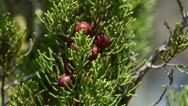 نسب المصنف - غير تجاري 4.0 دولي (CC BY-NC 4.0)- i naturalist.