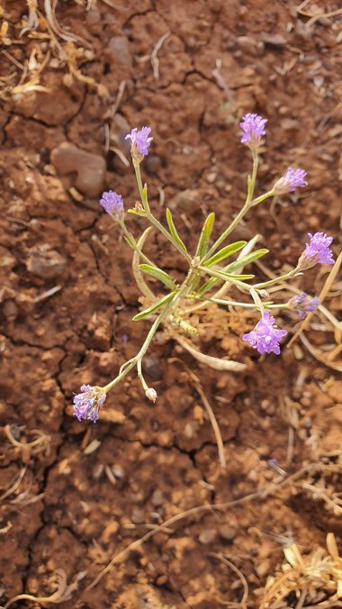 نسب المصنف - غير تجاري 4.0 دولي (CC BY-NC 4.0)- i naturalist.