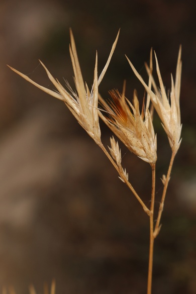 Via inaturalist. Licensed under Attribution-NonCommercial 4.0.International.