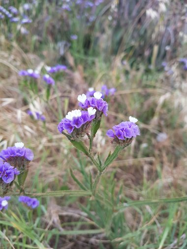 صورة عامة ، شهر أيار. هذه الصورة مرخصة تحت المشاع الاٍبداعي نسب المصنف - غير تجاري 4.0