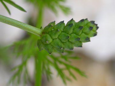 نسب المصنف - غير تجاري 4.0 دولي (CC BY-NC 4.0)- i naturalist.