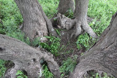 السيقان، شهر آذار. هذه الصورة مرخصة تحت المشاع الاٍبداعي نسب المصنف - غير تجاري 4.0