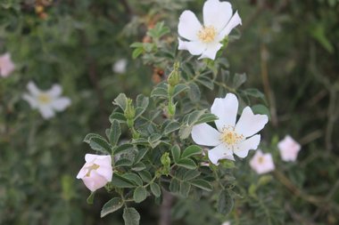 الأزهار والأوراق، شهر نيسان. هذه الصورة مرخصة تحت المشاع الاٍبداعي نسب المصنف - غير تجاري 4.0