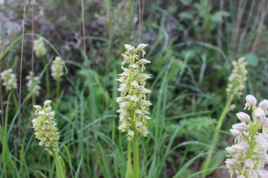 الزهرة، شهر كانون الثاني. هذه الصورة مرخصة تحت المشاع الإبداعي نسب المصنف - غير تجاري 4.0