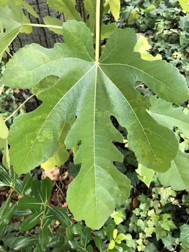 نسب المصنف - غير تجاري 4.0 دولي (CC BY-NC 4.0)- i naturalist.