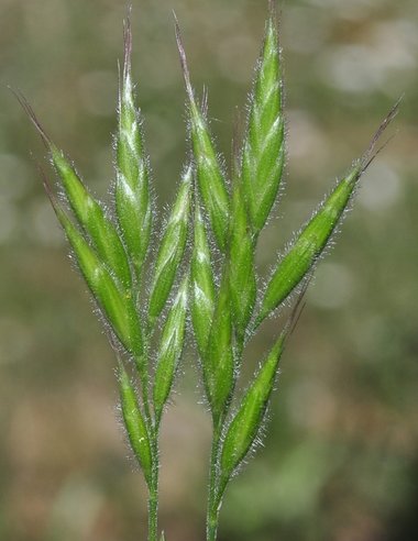 نسب المصنف - غير تجاري 4.0 دولي (CC BY-NC 4.0)- i naturalist.