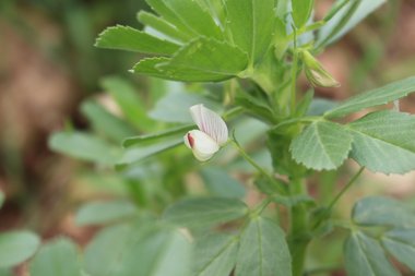 زهرة و أوراق، شهر آذار. هذه الصورة مرخصة تحت المشاع الاٍبداعي نسب المصنف - غير تجاري 4.0