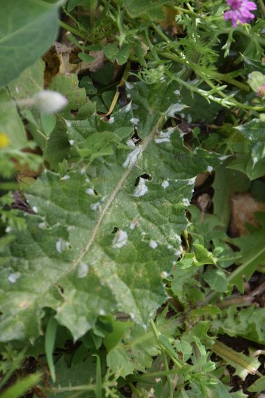 Leaves, April. This photo is available under the Creative Commons CC-BY-NC 4.0 License.