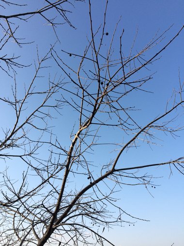 Branches and some ripe fruits, December. This photo is available under the Creative Commons CC-BY-NC