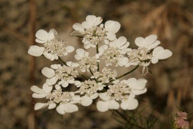 نسب المصنف - غير تجاري 4.0 دولي (CC BY-NC 4.0)- i naturalist.