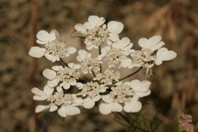 Via inaturalist. Licensed under Attribution-NonCommercial 4.0.International.